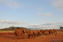 Африка — это прелесть