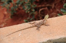 Африка — это прелесть