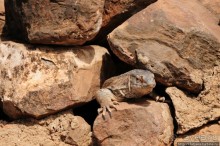 Африка — это прелесть