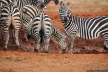 Африка — это прелесть