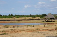 Африка — это прелесть