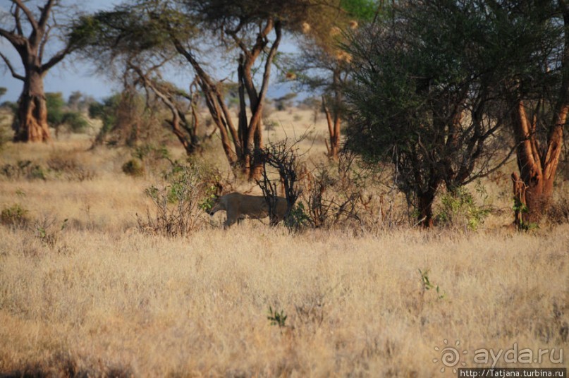 Африка — это прелесть