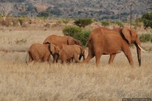 Африка — это прелесть