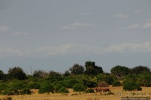 Африка — это прелесть