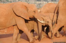 Африка — это прелесть