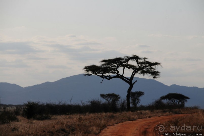 Африка — это прелесть