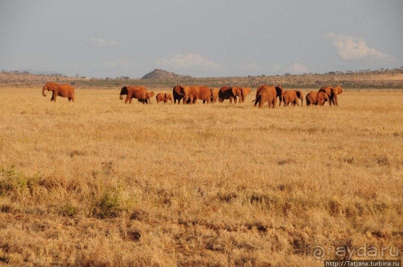 Африка — это прелесть