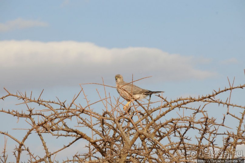 Африка — это прелесть