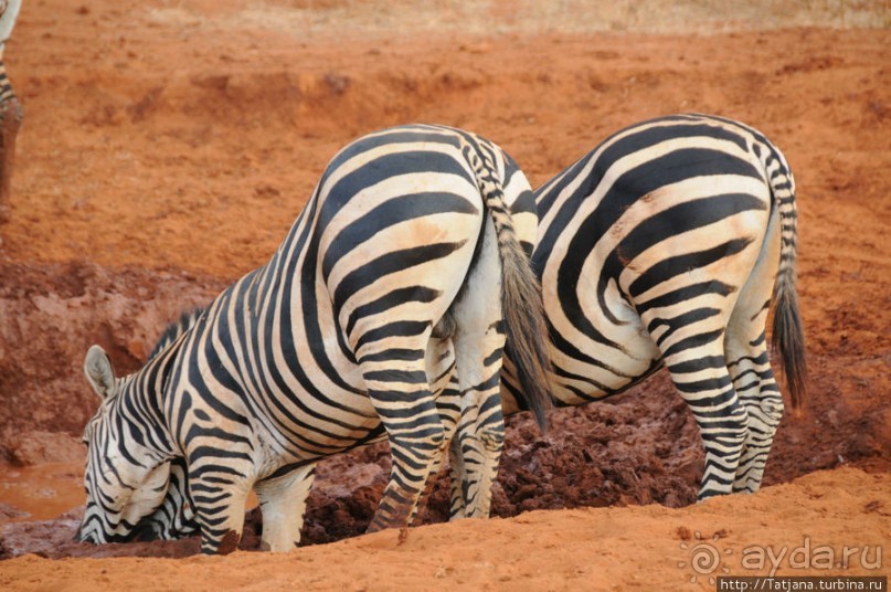 Африка — это прелесть