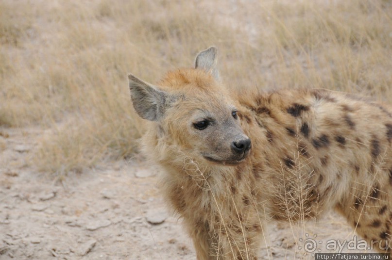 Африка — это прелесть