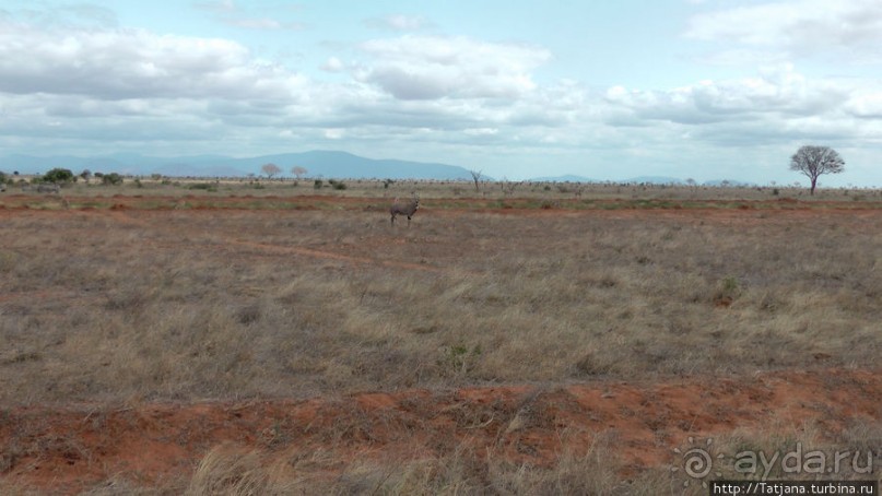 Африка — это прелесть