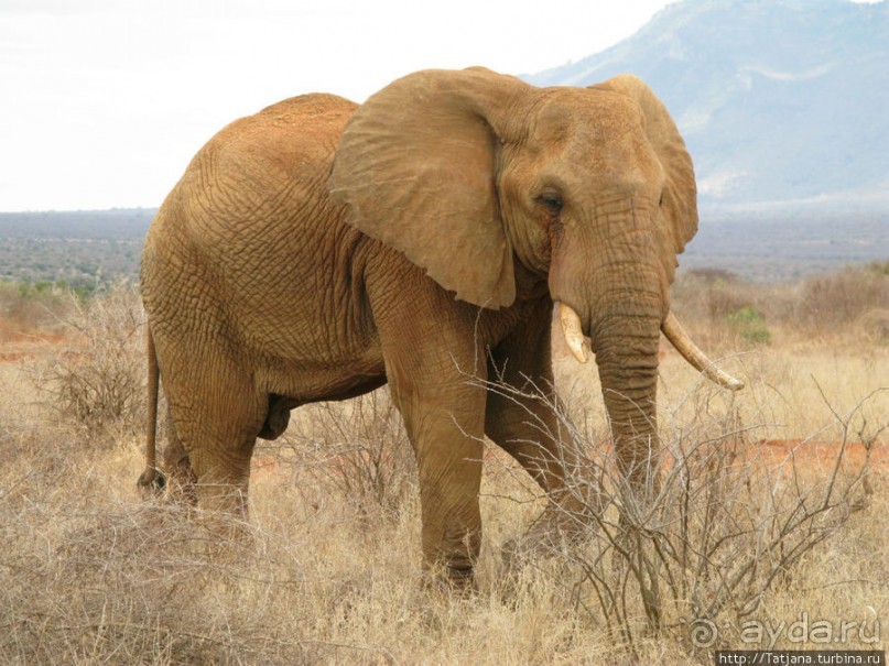 Африка — это прелесть