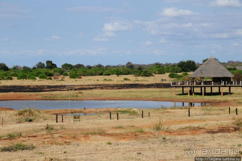 Африка — это прелесть