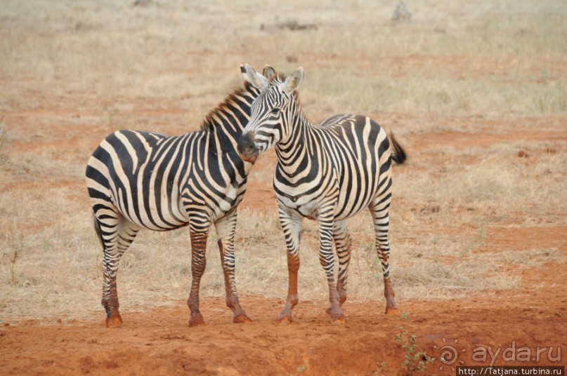 Африка — это прелесть