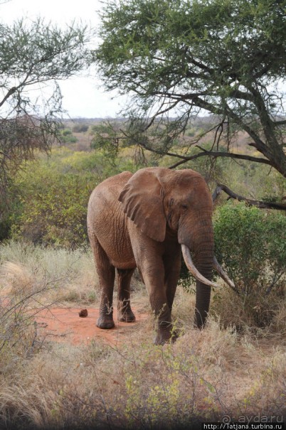 Африка — это прелесть