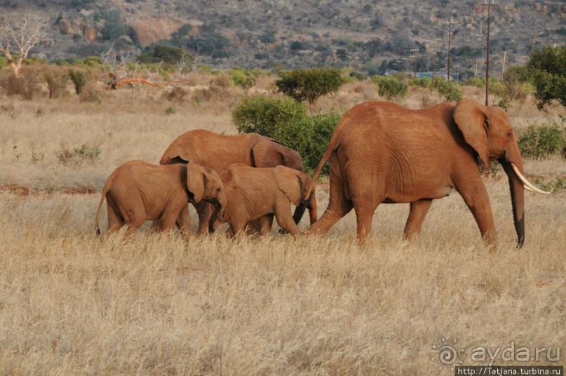 Африка — это прелесть