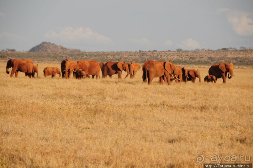 Африка — это прелесть