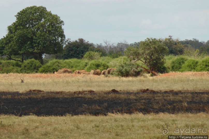 Африка — это прелесть