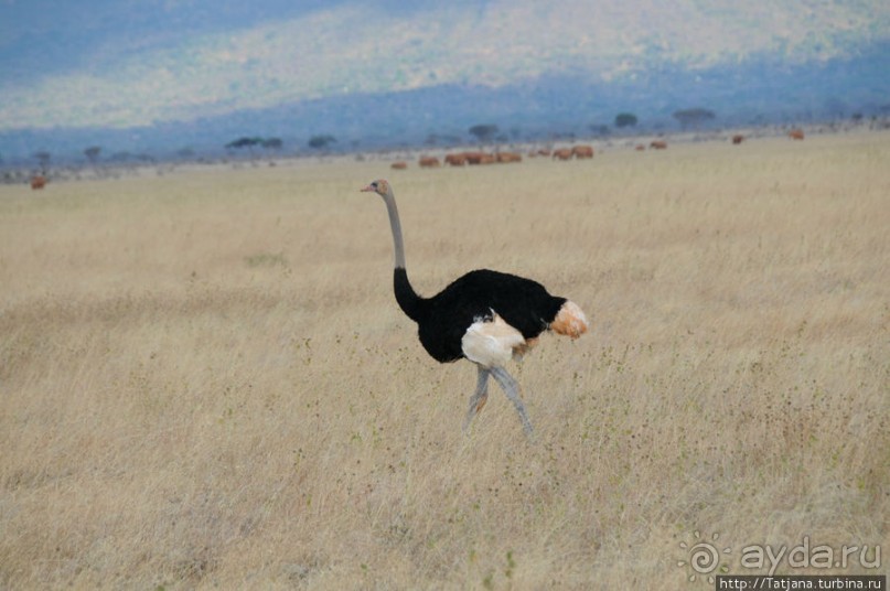 Африка — это прелесть