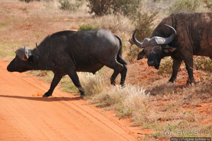 Африка — это прелесть