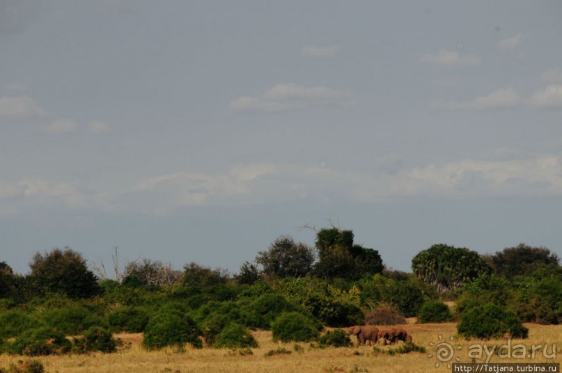 Африка — это прелесть