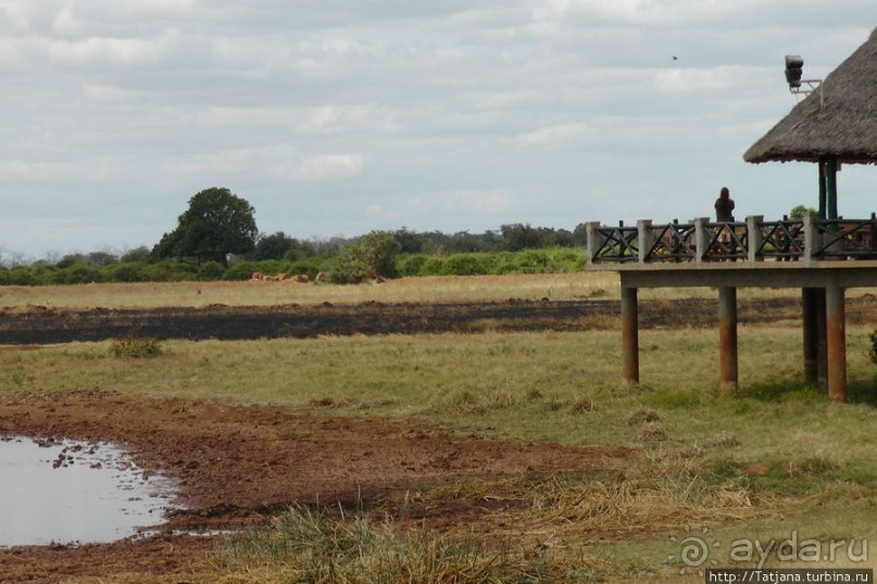 Африка — это прелесть