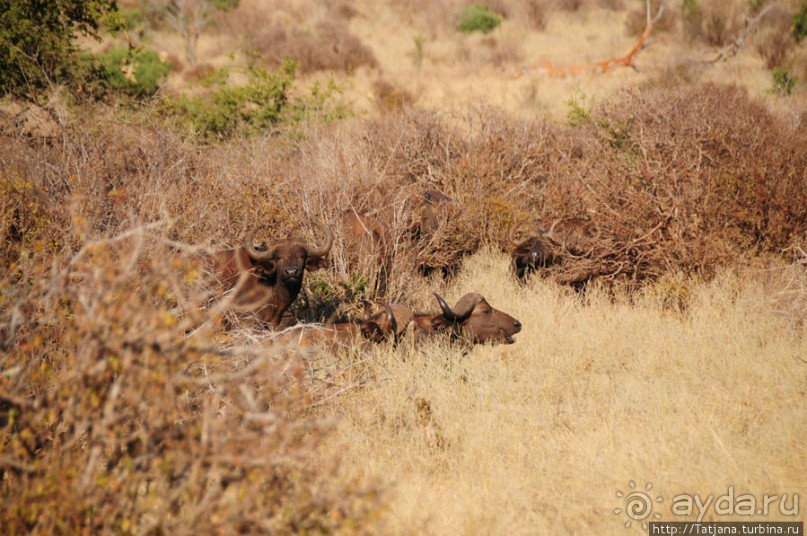 Африка — это прелесть