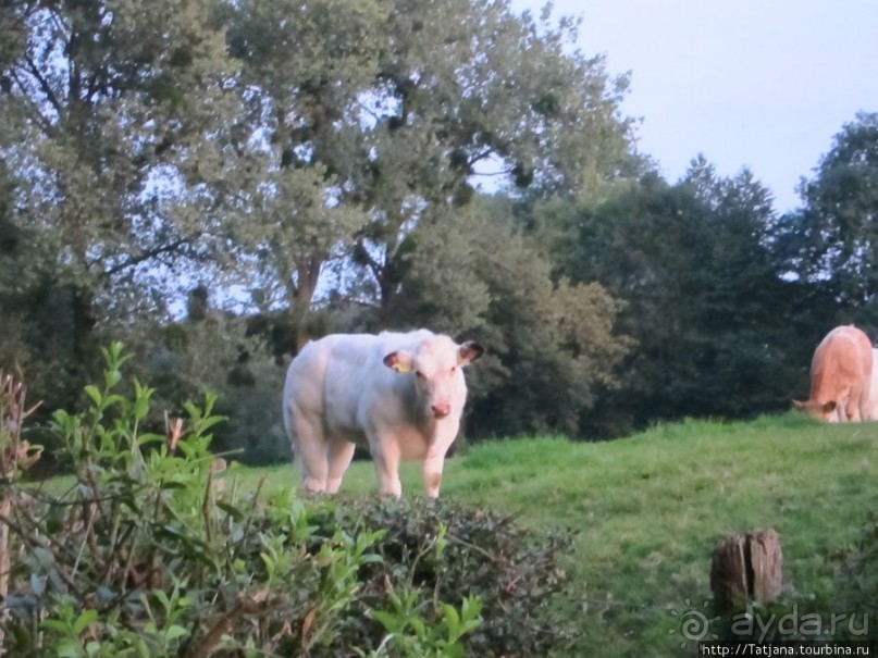 Отель-ресторан в Лимбурге "Overste Hof"