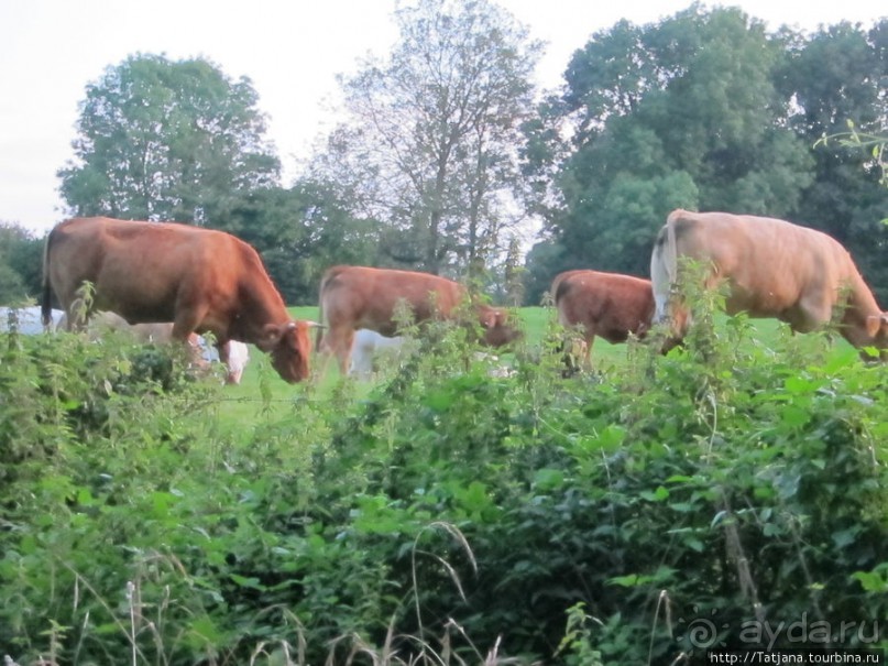 Отель-ресторан в Лимбурге "Overste Hof"