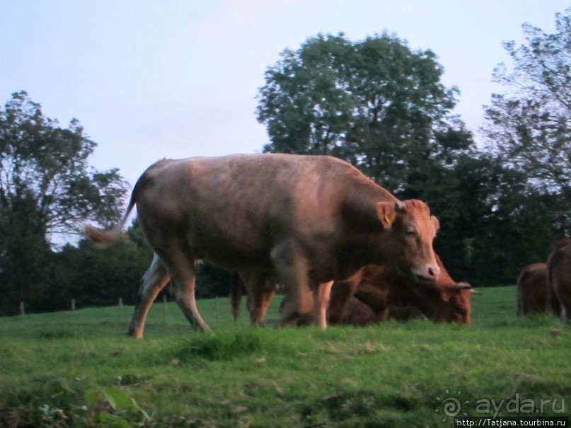 Отель-ресторан в Лимбурге "Overste Hof"