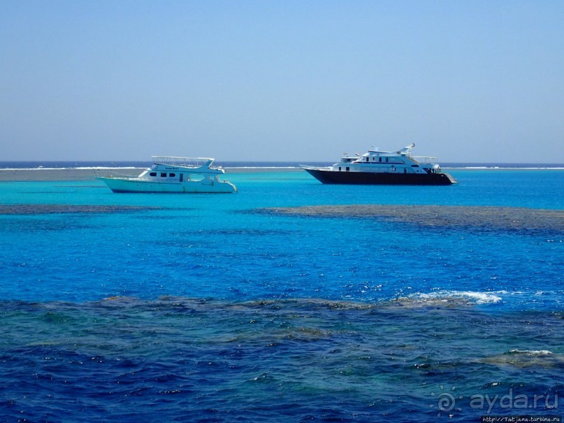 Поплавать вместе с дельфинами