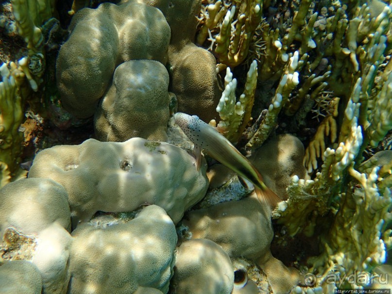 Поплавать вместе с дельфинами