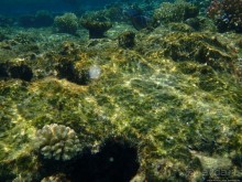 Поплавать вместе с дельфинами