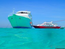 Поплавать вместе с дельфинами