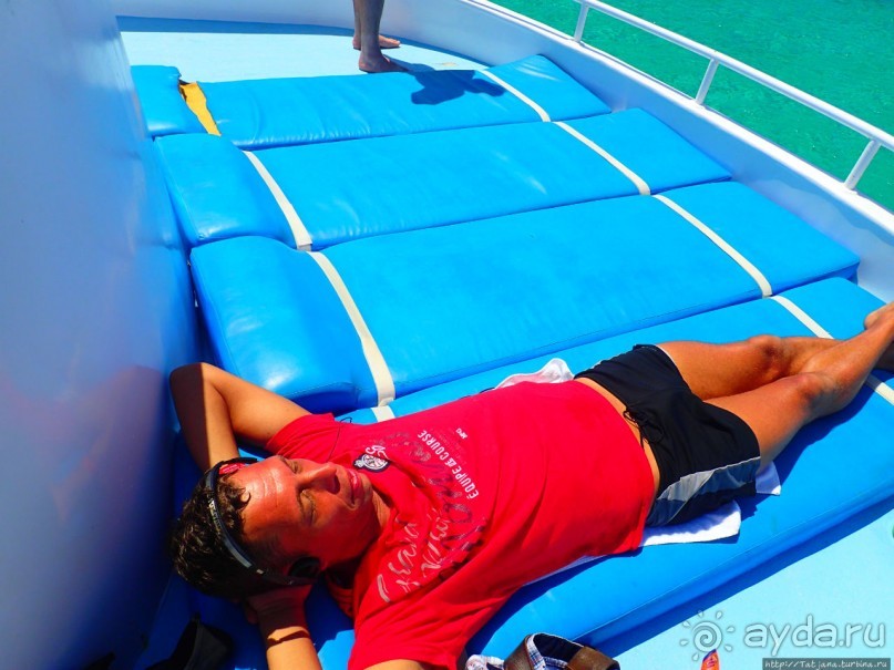 Поплавать вместе с дельфинами