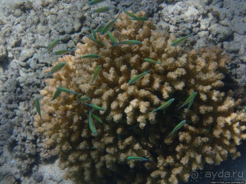 Альбом отзыва "Поплавать вместе с дельфинами"