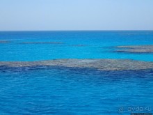 Поплавать вместе с дельфинами