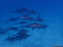 Поплавать вместе с дельфинами