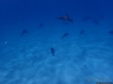 Поплавать вместе с дельфинами