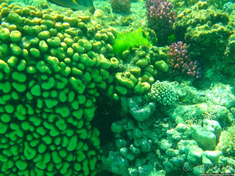 Поплавать вместе с дельфинами