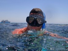 Поплавать вместе с дельфинами