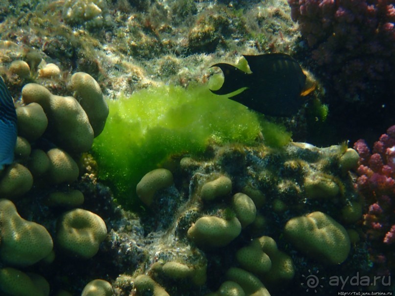 Поплавать вместе с дельфинами