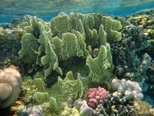 Поплавать вместе с дельфинами