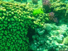 Поплавать вместе с дельфинами