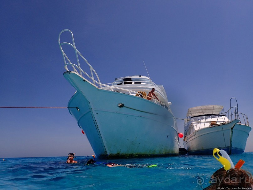 Поплавать вместе с дельфинами