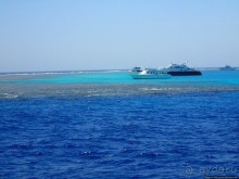 Поплавать вместе с дельфинами