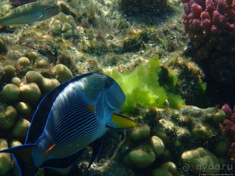 Поплавать вместе с дельфинами