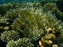 Поплавать вместе с дельфинами