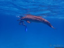 Поплавать вместе с дельфинами