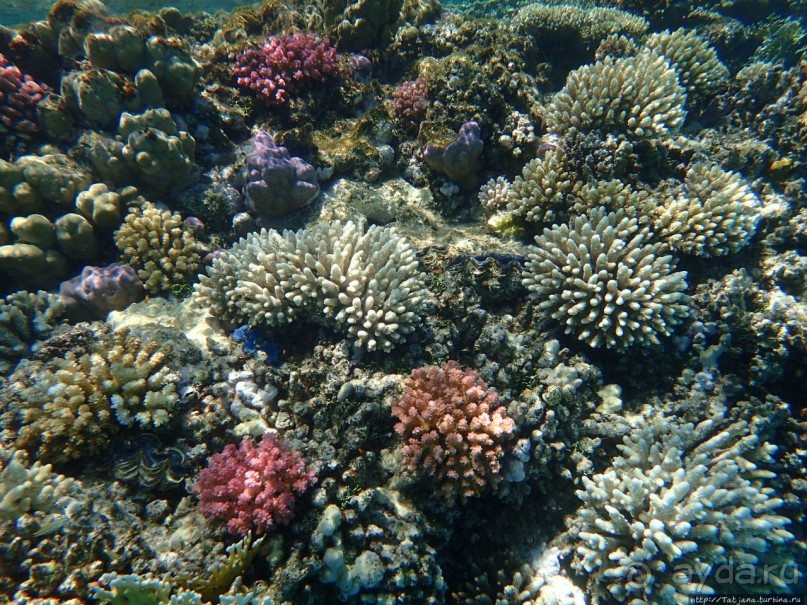 Поплавать вместе с дельфинами